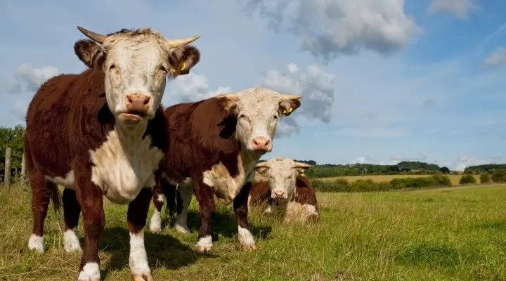Brunskill Beef — farm