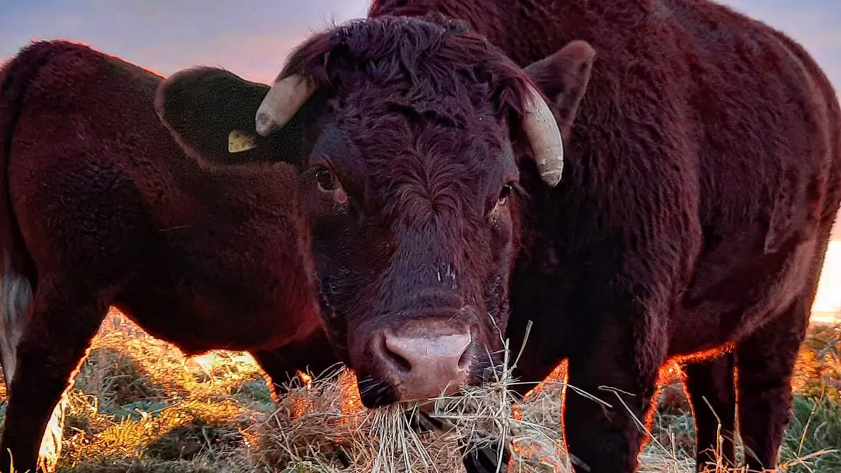 Ebbor Gorge Beef — farm
